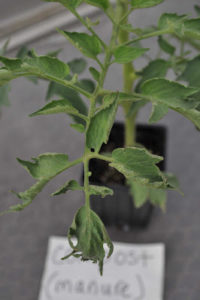 Cover photo for Close-Up Pictures of the Suspected Herbicide Carryover Damage on Tomatoes