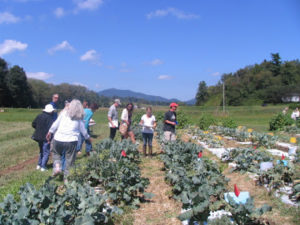 Cover photo for WNC Organic Participatory Broccoli Variety Screening Trial