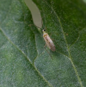 Cover photo for Meet the Tomato Bug!