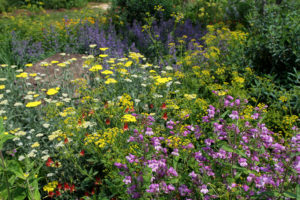 Spring in the pollinator garden: beardtongue, yarrow, golden alexander, columbine, and catmint.