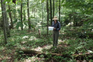 Cover photo for Wild-Harvesting Medicinal Herbs-It's Still the Norm for Many Products