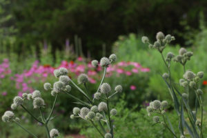 The rattlesnake master looks stunning against a backdrop of coneflowers, beebalm, blazing star, and culver's root.