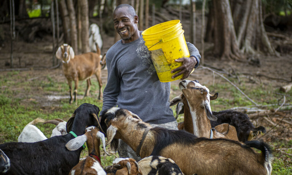 Man feeding goats