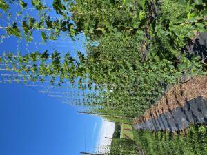 hops growing on trellises